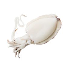 Cuttlefish, 60+, frozen, IQF, 10*1kg (n.w. 800g)