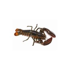 Lobster alive, Canadian, 500-600g