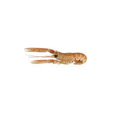 Lobster Norway (Langoustines), 16/20, chilled, 1*3kg