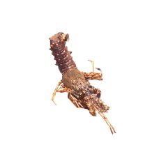 Lobster pink spiny, alive, 700-1000g