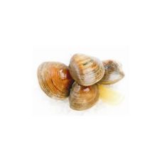 Mussels Clams, S, chilled, 1*3kg