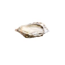 Oysters SPECIAL DE CLAIRE 2 (80-100g), 24 pcs, France