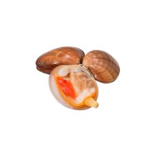 Shellfish Fasolari, 1kg