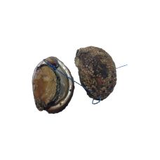 Gliemenes Abalone (Abalone), atvēs., 1kg, Francija