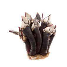 Gliemenes Baltvaigu rags (goose barnacle), 3kg, Francija