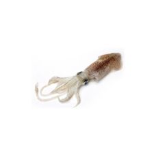 Squids small (Baby Squids), 100-150g, defrosted, 1*3kg