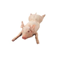 Sivēns piena, sald., 1*8-10kg, Vācija