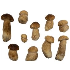 Sēnes baravikas, veselas, 2-4cm, sald., IQF, 5*1kg
