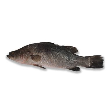 Barramundi, gutted, head on, 0.5-1kg