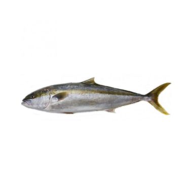 Lakedra dzeltenastu (King fish - Hamachi), ķid., a/g, 3-5kg, atvēs.