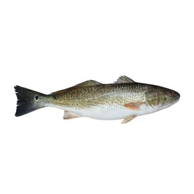 Красный Горбыль (Red Drum), потрош., без головы, 3+кг, охл., 1*10кг