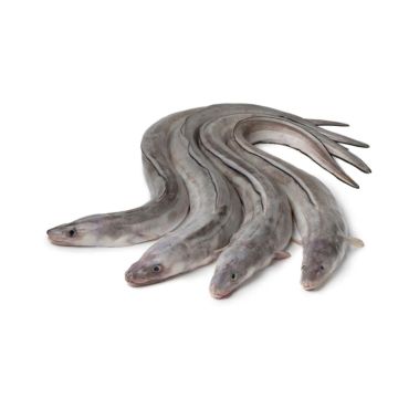 Ungurys jūros (Conger), neskrost., 3-5 kg, šald.