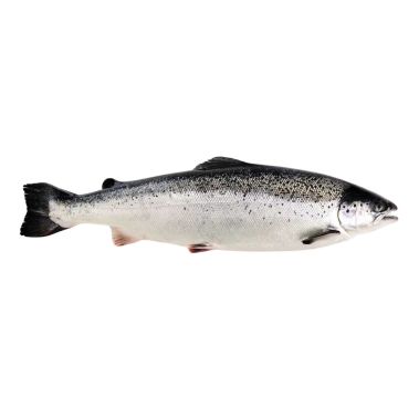 Lasis Atlantijas, ķid., a/g, 5-6kg, atvēs., 2. kategorija, 1*20kg