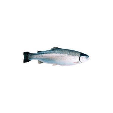 Trout Rainbow, gutted, head on, 250-300g, frozen, 1*5kg (n.w. 4.5kg)