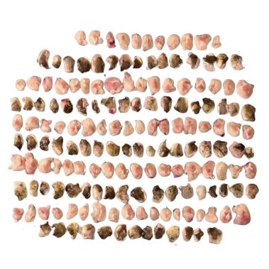 Mencas Atlantijas vaigi, a/ā, PBO, 5-10g, sald., 1*~10kg