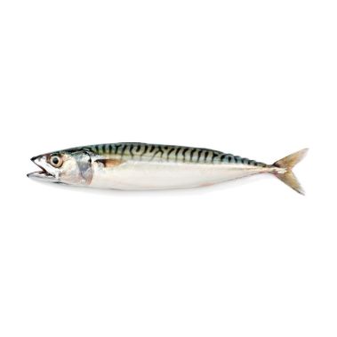 Mackerel, whole round, 400-600g, frozen, 1*20kg (n.w. 20kg)