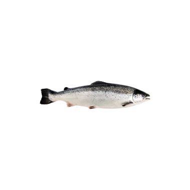 Lõhe Atlandi, roogitud, peaga, 3-4kg, jahut., 1*20kg, (Salmo salar)