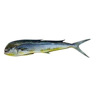 Mahi-Mahi, žuvis, 10+kg, atvės.