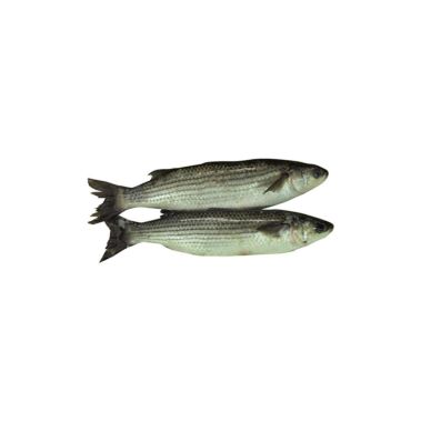 Grey mullet, not gutted, 0.5-1kg, chilled, 1*3kg, Mediteranee sea