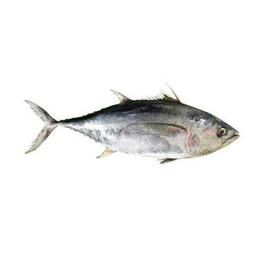 Тунец (Yellowtail), целый, потрош., 10+кг, охл.