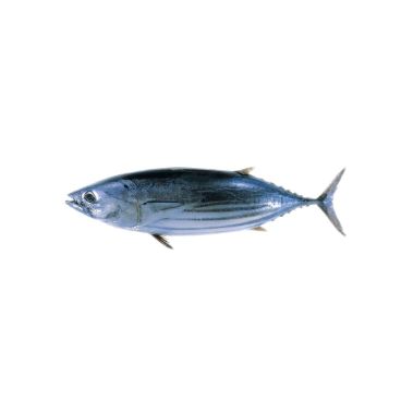 Тунец полосaтый, целый (Skipjack tuna), непотрошеный, 800-1200г, охл.