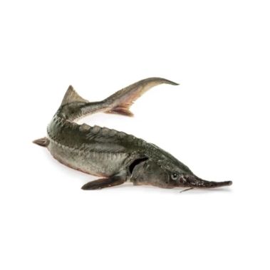 Store Sibīrijas (Sturgeon), ķid., 2.5-4kg, atvēs., Latvija