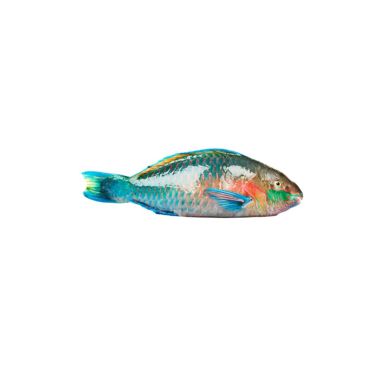 Parrot fish, not gutted, 1-2kg, chilled, 1*6kg