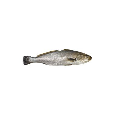 Corvina, rookimata, 2+kg, jahut., metsik, 1*10kg (Argyrosmus regius)