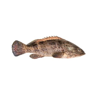 Grupers (Malabar grouper), vesels, atvēs., 4+kg