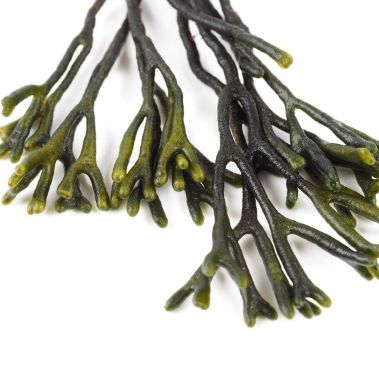 Merevetikad Codium, 500g, Holland