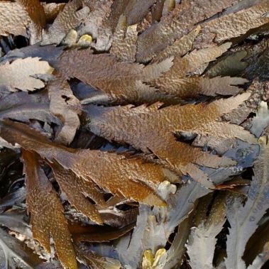 Seaweed Fuki (Toothed wrack), 1kg, Netherlands