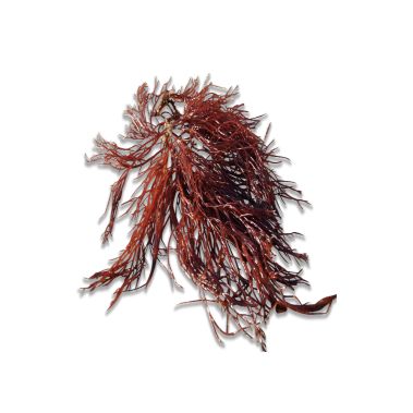 Seaweed RED HORNWEED, 500g, Netherlands