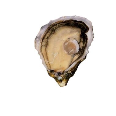 Oysters Creuses SP ANCELIN 2 (80-100g), 48pcs, France