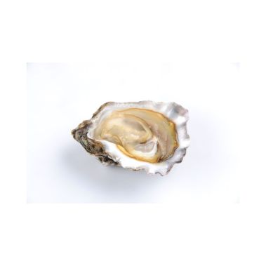 Oyster Creuses SP JOLIE MAUGER 0 (150+g), 24pcs, France