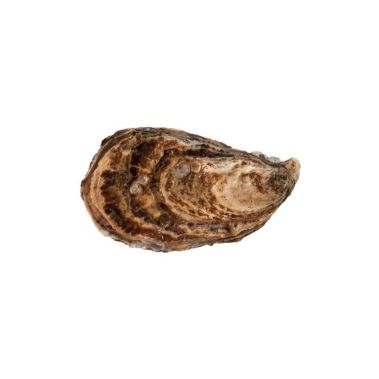Austeres Creuses SP GILLARDEAU 3+ (107-113g), 48gab, Francija