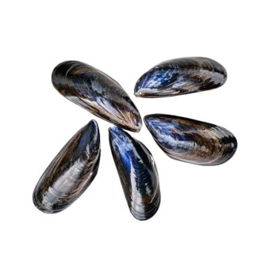 Mīdijas zilas (Blue mussels) Rope, L, atvēs., 15kg, maiss, Dānija