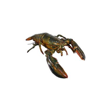 Lobster Canadian, 500-550g, raw, frozen, IQF, 1*5.5kg (n.w 5kg)