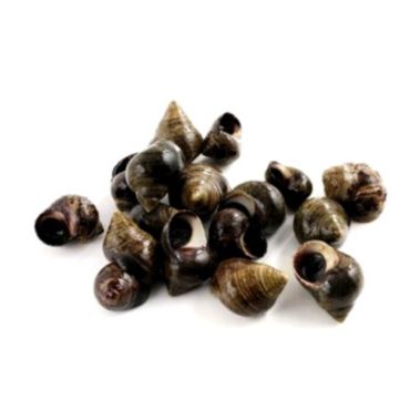 Мидии Bigorneaux (Winkles), охл., 1*3кг, Франция