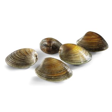 Mussels Clams, L, chilled, 1*3kg