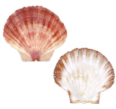 Jūras ķemmīšu gliemežvāki, M, 10-12cm, 1*20gab